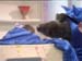 Ratman guards the precious Ann Diamond