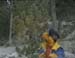 Errol cuts down a Christmas tree